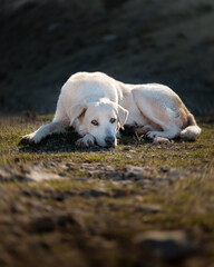 White shepherd dog resting on the grass in the sun with a docile look.
