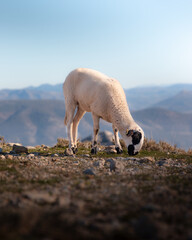 Lone sheep grazing on a high mountain.