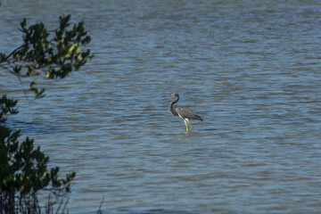 Tricolored heron in the lake in the wild
