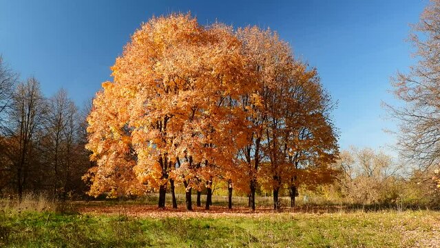Autumn day in the Great Stroginsky zaton park, Moscow, Russia