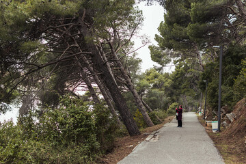 Obraz premium green park in the forest with pine trees, a place for a walk in the fresh air