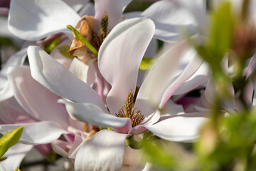 Pink magnolias in the spring garden
