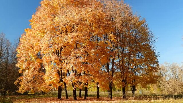 Autumn day in the Great Stroginsky zaton park, Moscow, Russia