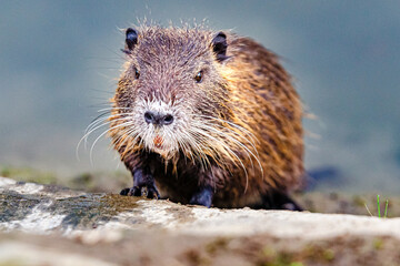 Soft focus of a nutria on a pavement at a park in Tuscany, Italy