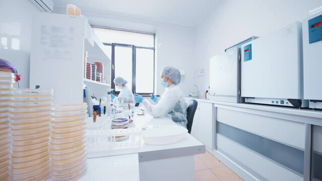 group of scientists doing analyzes and tests in a modern bacteriological laboratory against the background of equipment and petri dishes