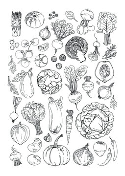 Vector food line icons of vegetables. Colored sketch of food products. Tomato, pepper, eggplant, salad, herbs, spices, radish
