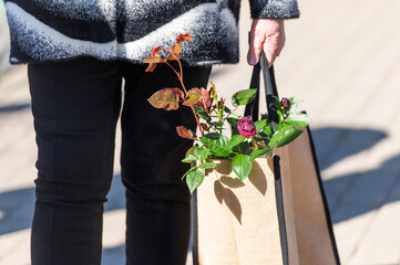 Woman carrying rose seedling in the bag closeup, spring seedling market