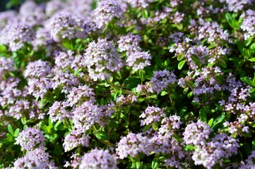 タイム・ロンギカウリス(クリーピングタイム）