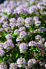 タイム・ロンギカウリス(クリーピングタイム）