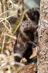Adult common cusimanse, also known as the long-nosed kusimanse, a dwarf mongoose found in forests of sub-saharan Africa.