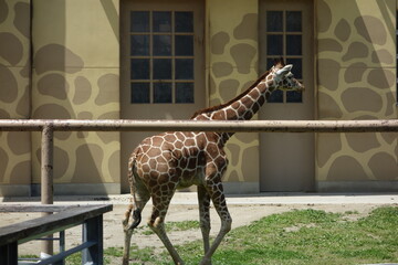 キリン © shiro2mashiro