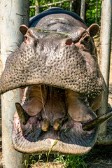 funny hippo open mouth hippopotamus amphibius