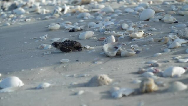 Baby loggerhead sea turtle crawling toward the ocean