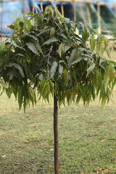 Vertical shot of Monoon longifolium tree