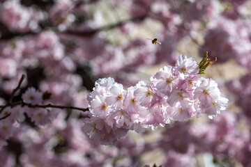 Cherry blossom during spring in Norrkoping Sweden