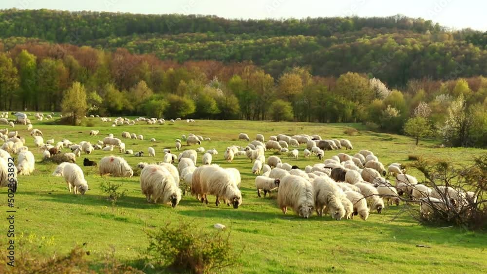 Canvas Prints Shot of a flock of sheep grazing in a field