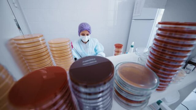 scientist or worker in a bacteriological laboratory makes tests and analyzes against the background of many petri dishes.