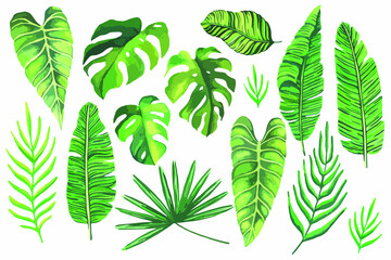Set van tropische bladeren. Tropische groene bladeren op witte achtergrond. Set hand getrokken aquarel illustratie. Exotische planten