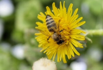 bee on flower