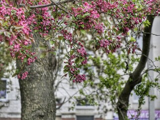 tree in bloom