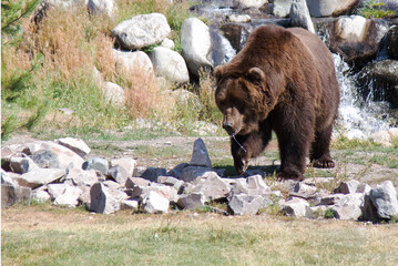 a very hungry grizzly bear