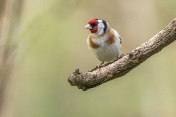 Stieglitz / Distelfink auf Ast sitzend