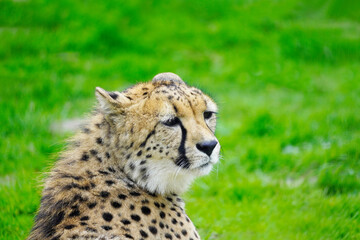 Portrait of a cheetah on a green meadow. Acinonyx jubatus.
