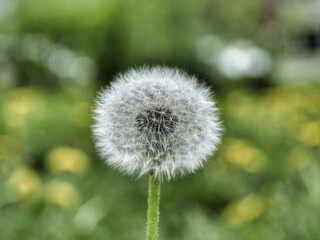 dandelion head