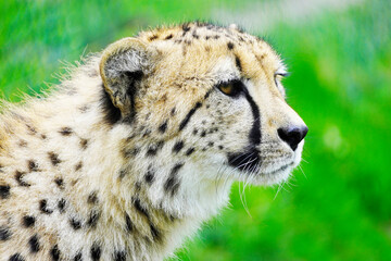 Portrait of a cheetah on a green meadow. Acinonyx jubatus.
