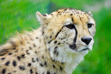 Portrait of a cheetah on a green meadow. Acinonyx jubatus.

