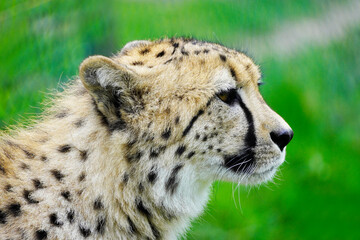 Portrait of a cheetah on a green meadow. Acinonyx jubatus.
