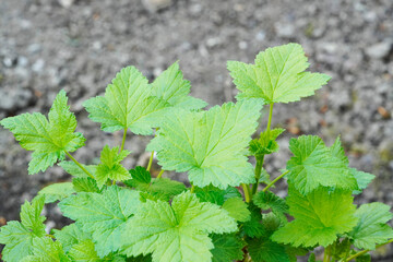 Fresh green leaves from the currant bush. Ribes.
