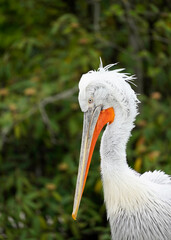 Portrait of a Dalmatian Pelican with white plumage. Pelecanus crispus.
