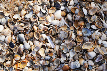 Colorful shells on the beach. Dutch North Sea coast.
