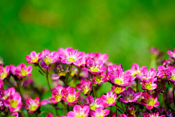 Fototapeta premium Moss-saxifrage close-up. Perennial in the garden. Flowering plant. Green background. 