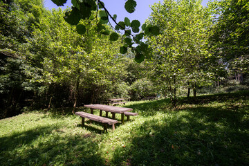 Rest area in the forest with picnic tables on the hill in the summer with green grass. recreation park for hikers and walkers.