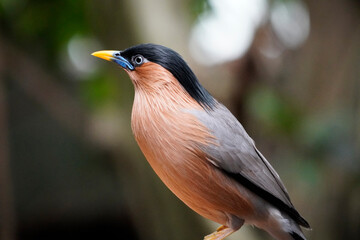 Pagoda Starling close-up. Sturnia pagodarum.
