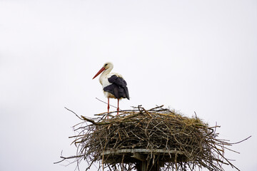 Stork in the nest against a white background.
