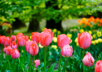 Red tulips in the garden. Tulip field.
