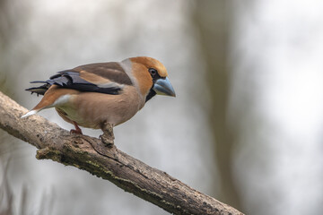 Kernbeißer auf Ast sitzend