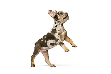 Fototapeta premium Dynamic portrait of cute puppy, dog, French Bulldog standing on hind legs, posing isolated over white studio background