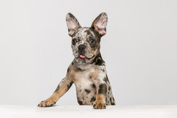 Portrait of cute puppy, dog, French Bulldog standing on hind legs with tongue sticking out isolated over white studio background