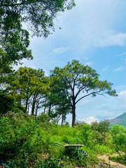 Fototapeta premium Nature scene on a cloudy summer morning with mountains, green trees, and wildflowers. Tropical forest under the sun
