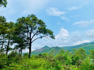 Fototapeta premium Nature scene on a cloudy summer morning with mountains, green trees, and wildflowers. Tropical forest under the sun
