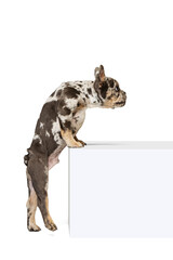 Portrait of beautiful cute dog, puppy of French Bulldog standing on hind legs, posing isolated over white studio background. Attentive look