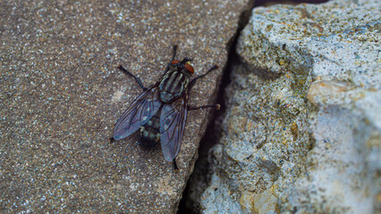 A fly in macro photography. She sat down to warm herself on the rocks.