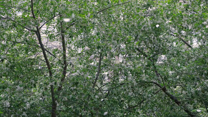 Fototapeta premium Falling white petals of flowering tree. Concept. Bottom view of beautiful Apple blossom and falling white petals from wind. Spring flowering period of trees