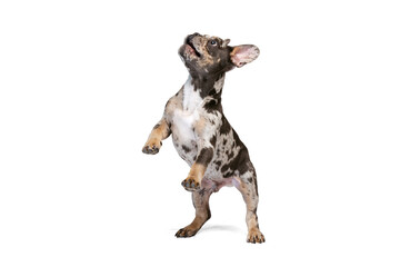 Full-length portrait of cute small dog, French Bulldog playing, jumping isolated on white background.