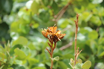 planta flor jatobá do cerrado-hymenaea stigonocarpa