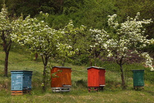Colorful beehives beneath blooming fruit trees in a lush green orchard. A vibrant spring rural landscape illustrating beekeeping, biodiversity, and natural harmony